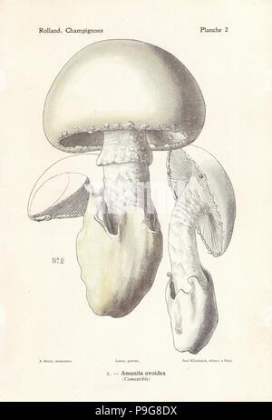 European white egg mushroom, Amanita ovoidea. Chromolithograph by Lassus after an illustration by A. Bessin from Leon Rolland's Guide to Mushrooms from France, Switzerland and Belgium, Atlas des Champignons, Paul Klincksieck, Paris, 1910. Stock Photo