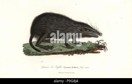 Moonrat, Echinosorex gymnura. Raffles' moonrat. Handcoloured ...