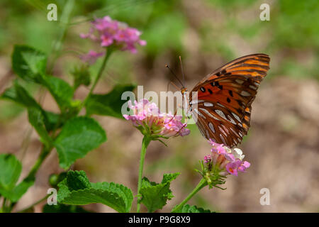 Gulf fritillary or passion butterfly (Agraulis vanillae) bright orange butterfly, ventral view, feeds on the nectar of twin (Lantana camara) flower Stock Photo