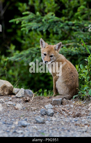 Coyote (Canis latrans) Colorful and cute portrait of young pup. Kananaskis Park, Alberta, Canada Stock Photo