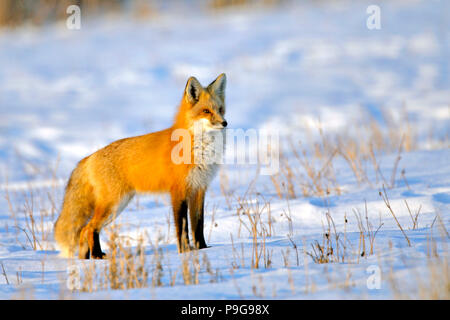 Red Fox standing in snow-covered meadow, hunting. Stock Photo