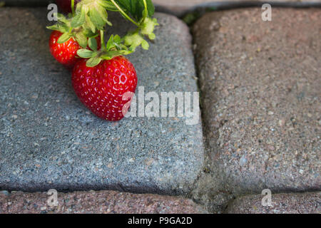 Delicious strawberries growing organically in the garden hanging over a paver walkway, ripening in the sun. Stock Photo