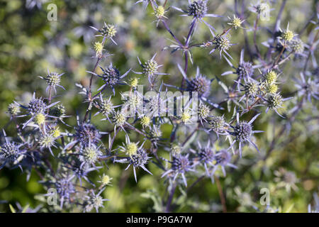 Blue eryngo, Rysk martorn (Eryngium planum) Stock Photo