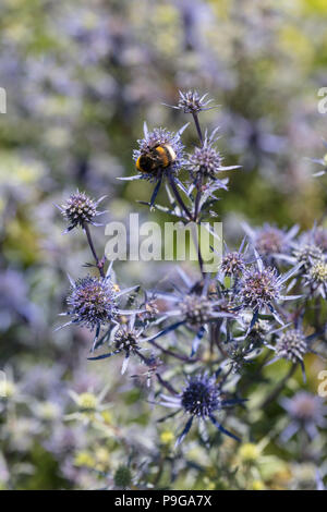 Blue eryngo, Rysk martorn (Eryngium planum) Stock Photo