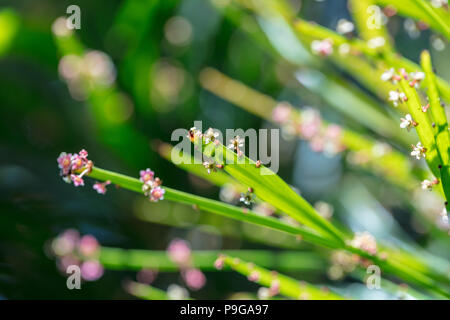 Swordbush, Blombladsbuske (Phyllanthus angustifolius) Stock Photo