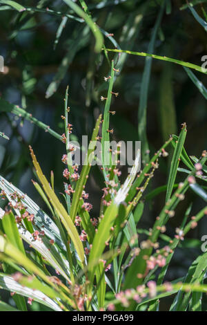 Swordbush, Blombladsbuske (Phyllanthus angustifolius) Stock Photo