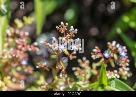 Azure Stonecrop, Blå fetknopp (Sedum caeruleum) Stock Photo