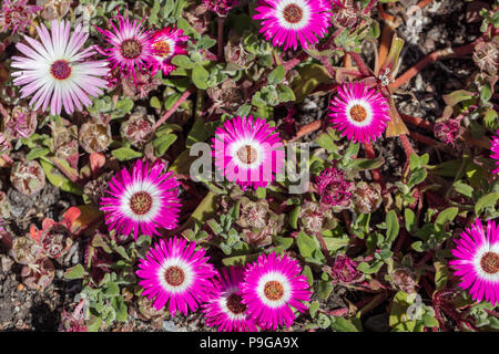 Livingstone daisy, Stor doroteablomma (Dorotheanthus bellidiformis) Stock Photo