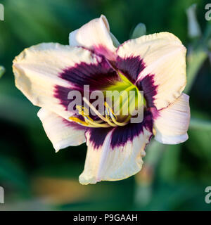 'Moonlit Masquerade' Daylily, Daglilja (Hemerocallis) Stock Photo