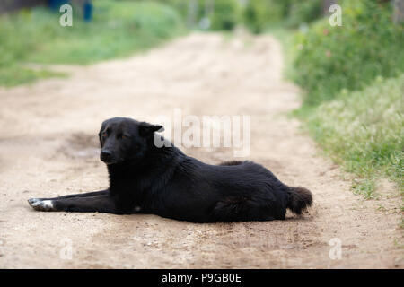 Big black mongrel dog with short tail laying on the dirt road Stock Photo