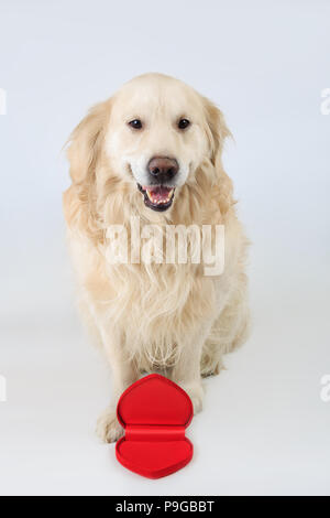 Lovely dog Golden Retriever breed lying down and holding red heart in ...