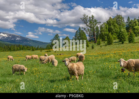 Cute sheep graze on a green meadow with yellow and orange flowers against the background of mountains, blue sky and clouds Stock Photo