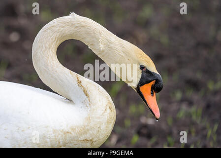 Portrait of a mute swan (sygnus olor).The swan has  just left the water and waterdrops are still visible on the feathers and beak. Stock Photo