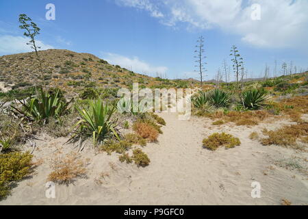 A sandy path with agave plants in the Cabo de Gata-Níjar natural park, Almeria, Andalusia, Spain Stock Photo