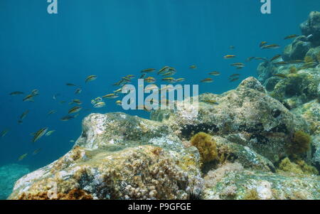 A shoal of fish, ornate wrasse, Thalassoma pavo, with rock underwater in the Mediterranean sea, Cabo de Gata-Níjar natural park, Spain Stock Photo
