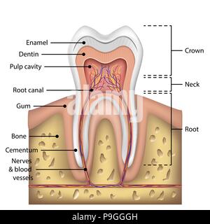 Tooth anatomy infographics. Realistic White Tooth Mockup. Oral Care health Concept. Medical banner or poster Vector illustration Stock Vector