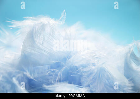 soft and blur style selective focus Pastel blue turquoise colored of chicken feathers on blue background, copy space Stock Photo