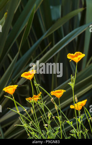 Californian poppy Mission Bells, california, Eschscholzia californica, planted in front of phormium tenax variegata Stock Photo