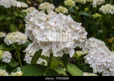 White lacecap Hydrangea Macrophylla Lanarth White Stock Photo