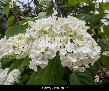 Hydrangea Strong Annabelle, large white flowers Stock Photo