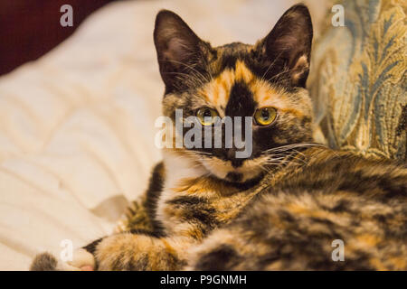Pretty Calico kitten, laying on bed, looking directly at camera. Stock Photo