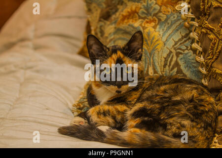 Pretty Calico kitten, laying on bed, looking directly at camera. Stock Photo