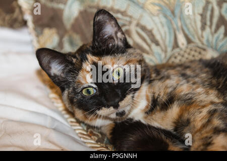 Pretty Calico kitten, laying on bed, looking directly at camera. Stock Photo