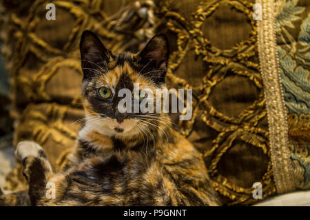 Pretty Calico kitten, laying on bed, looking directly at camera. Stock Photo