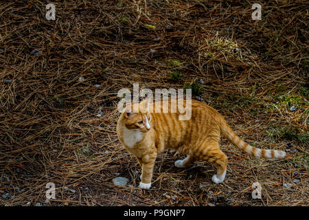 Pretty Tabby kitten, walking around outdoors. Stock Photo