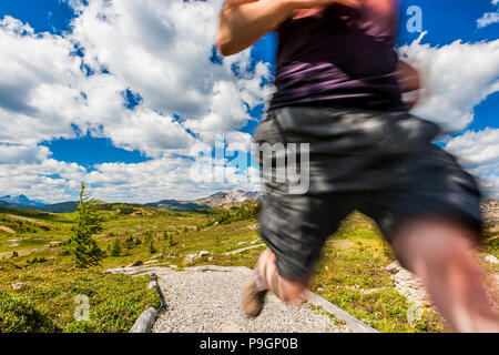 A trail runner runs in the mountains above Sunshine Meadows in Banff National Park, Alberta, Canada. Stock Photo