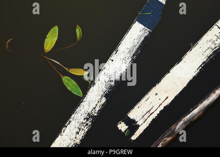 Closeup view of dirty water with planks and plants. Stock Photo