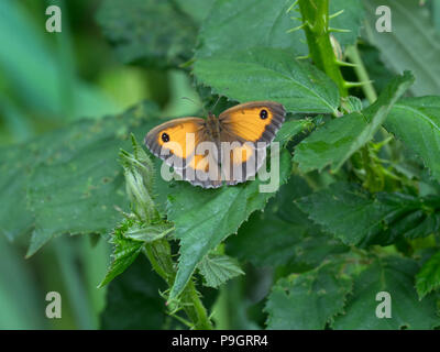 Gatekeeper Butterfly Pyronia tithonus resting Stock Photo