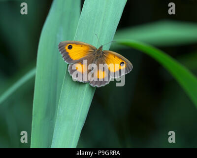 Gatekeeper Butterfly Pyronia tithonus resting Stock Photo