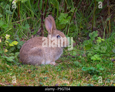 Rabbit Oryctolagus cuniculus young Stock Photo