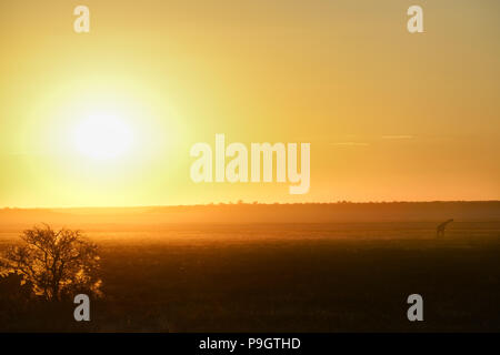 Landscape and sun back lit tree at sunset, Namibia in typically African colors and scene. Stock Photo