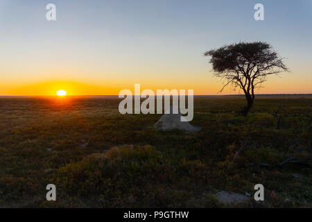 Landscape and sun back lit tree at sunset, Namibia in typically African colors and scene. Stock Photo