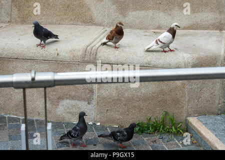 5 Pigeons at Liverpool Waterfront Stock Photo