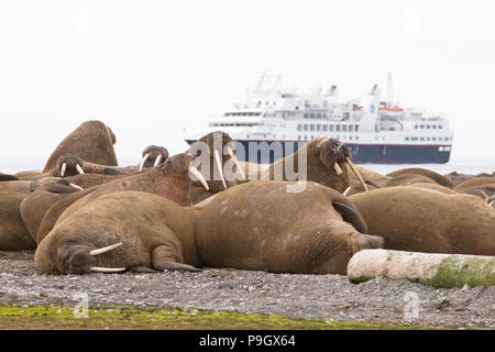 Walrus (Odobenus rosmarus) in Svalbard