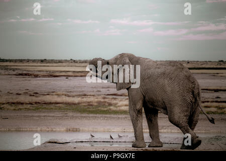 Vintage style faded and grainy image one elephant in Affrican landscape Stock Photo