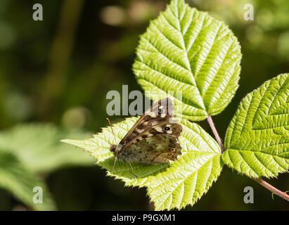 Speckled Wood butterfly on bramble leaves, Shropshire-Wales Border near Knighton Stock Photo