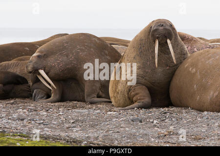 Walrus (Odobenus rosmarus) in Svalbard