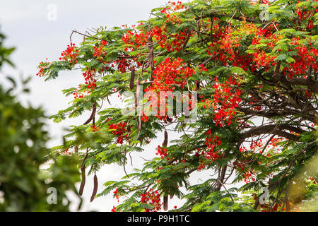 Bright red or orange Flame Tree - Delonix regia - Royal Poinciana or Flamboyant showing flowers and bean like seed pods. Stock Photo