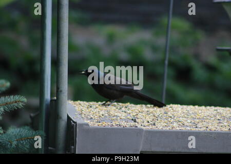 The common grackle forages on the ground, in shallow water or in shrubs it will steal food from other birds. It is omnivorous, eating insects, eggs, berries, seeds, grain and small birds and mice. Stock Photo