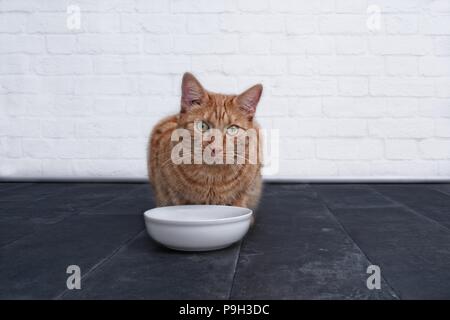 Cute ginger cat waiting for food. Stock Photo