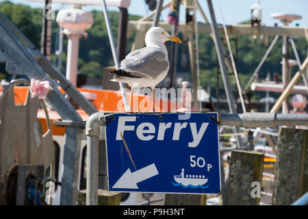 A herring gull standing on a ferry sign at the fishing port of Looe, Cornwall, England, UK. Stock Photo