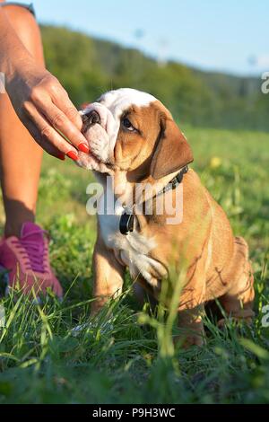 english bulldog puppy in summer afternoon