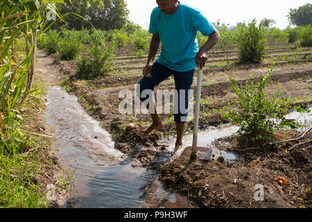 A farmer watering his plants using flood irrigation. This is extremely ...