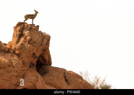 Klipspringer - Oreotragus oreotragus - on rock at the Augrabies Falls National Park in South Africa. Stock Photo