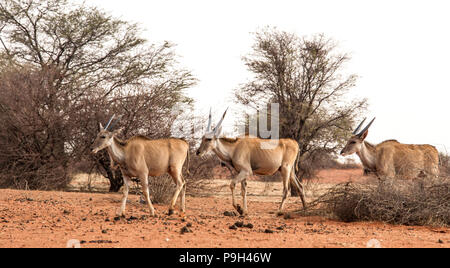 Three Common Eland - Taurotragus oryx - southern eland or eland antelope, walking through bush on the edge of the red kalahari desert in Eastern Namib Stock Photo