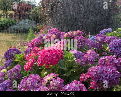 Hydrangeas in Summer rain shower summer Stock Photo